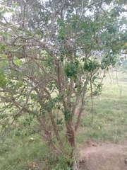 Pithecellobium lanceolatum