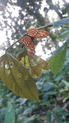 Protonymphidia senta