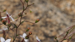 Nemacladus longiflorus