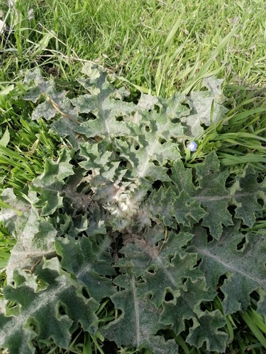 Onopordum acanthium iNat (2)