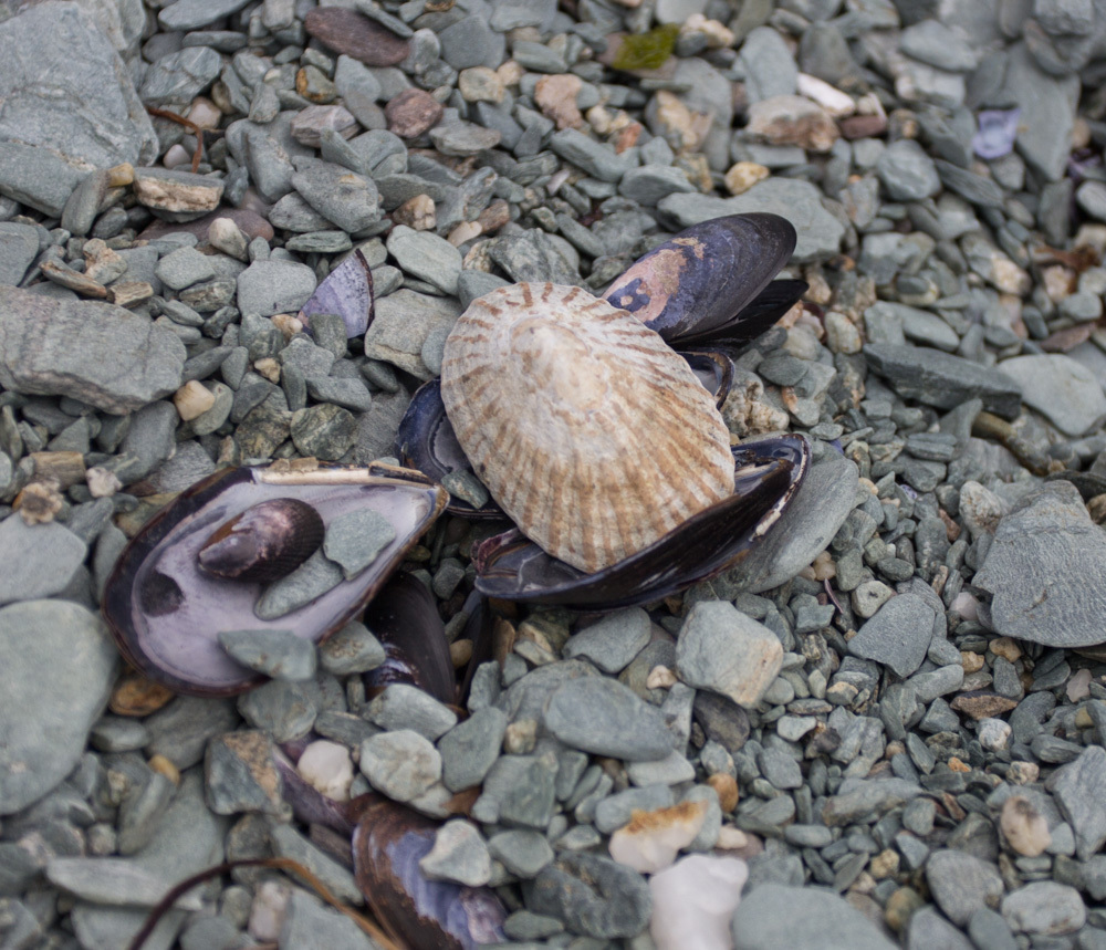 golden limpet