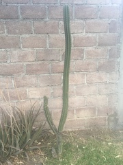 Trichocereeae
