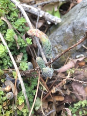 Sedum jurgensenii