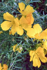 Calylophus