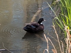 Anas platyrhynchos domesticus