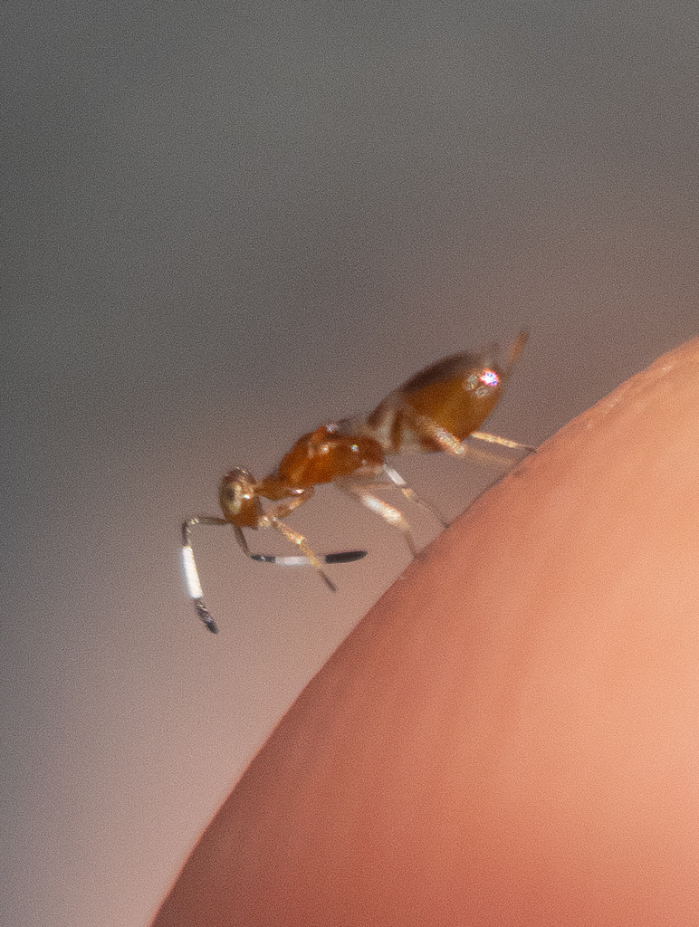 Merostenus