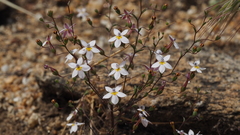 Nemacladus longiflorus
