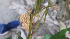 Protonymphidia senta