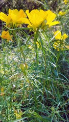 Calylophus