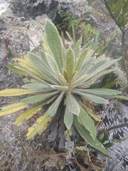 Espeletia corymbosa