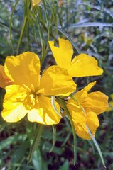 Calylophus
