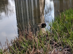 Anas platyrhynchos domesticus