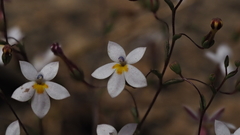 Nemacladus longiflorus