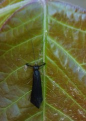 Mystacides sepulchralis