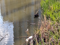 Anas platyrhynchos domesticus