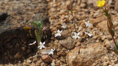 Nemacladus longiflorus