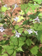 Valeriana pauciflora