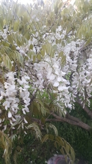 Wisteria floribunda