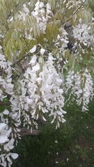 Wisteria floribunda