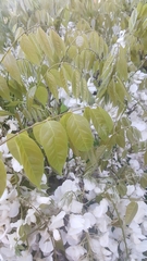 Wisteria floribunda