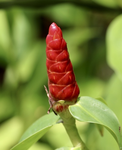 Costus woodsonii