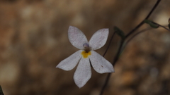 Nemacladus longiflorus