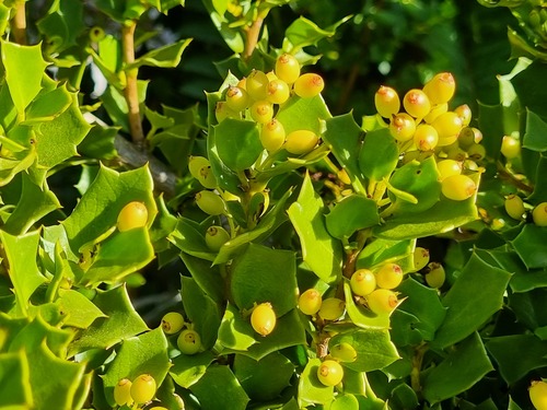 Griselinia jodinifolia, photograph 6