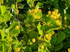 Griselinia jodinifolia, photograph (c) Cesar Ormazabal, some rights reserved (CC BY)