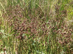 Juncus phaeocephalus