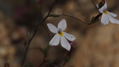 Nemacladus longiflorus