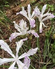 Iris tenuissima