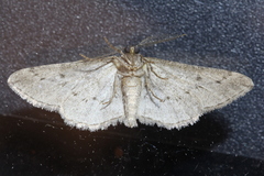 Ecleora solieraria