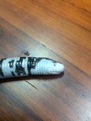 Amphisbaena fuliginosa bassleri