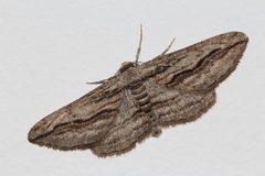 Ecleora solieraria
