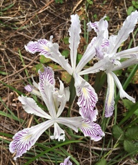 Iris tenuissima