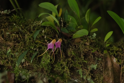 Glandular Masdevallia