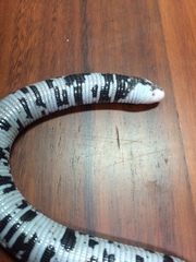 Amphisbaena fuliginosa bassleri