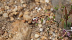 Nemacladus longiflorus