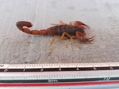 Centruroides ochraceus