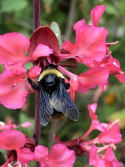 Bombus crotchii