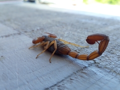 Centruroides ochraceus