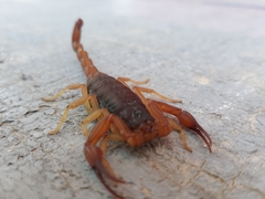 Centruroides ochraceus