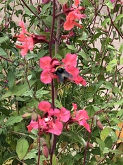 Bombus crotchii