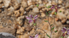 Nemacladus longiflorus