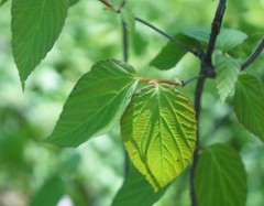 Viburnum setigerum