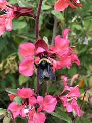 Bombus crotchii