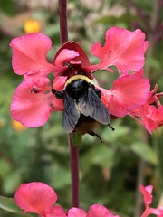 Bombus crotchii