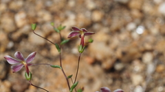 Nemacladus longiflorus