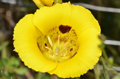 Calochortus luteus