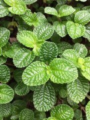 Pilea nummulariifolia